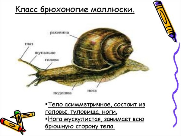 Строение брюхоногого моллюска улитки