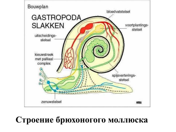 Схема строения брюхоногого моллюска