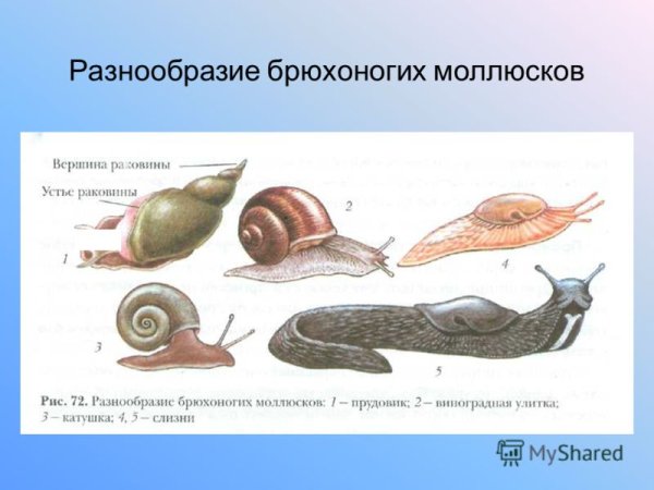 Брюхоногие моллюски 7 класс раковина