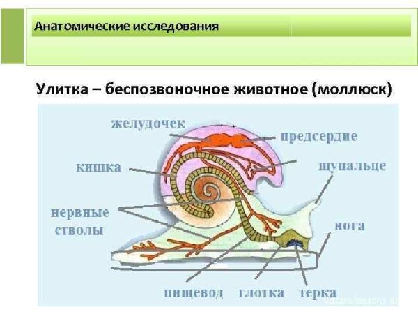 Выделительная система улитки