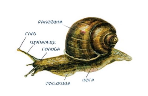 Строение брюхоногой улитки