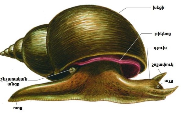 Внешник строение прудовика обыкновенного