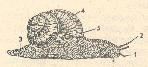 Брюхоногие моллюски части тела