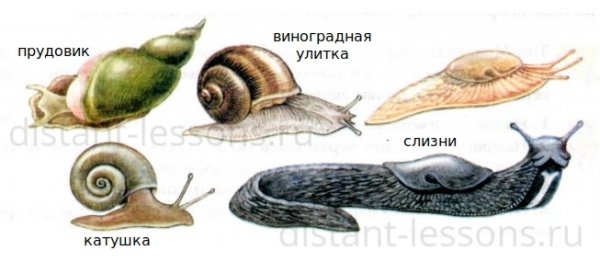 Прудовик класс моллюсков