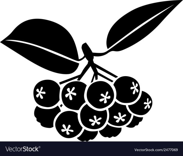 Черноплодка вектор