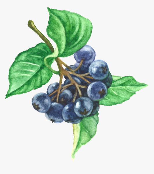 Рябина черноплодная Фармакогнозия