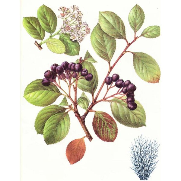 Арония черноплодная