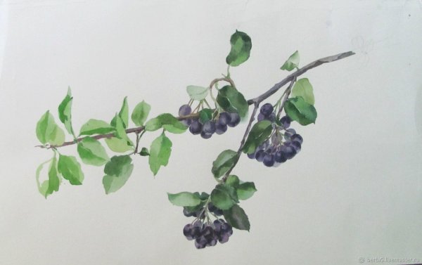 Арония черноплодная акварель