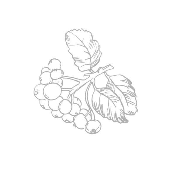 Черноплодная рябина ботаника