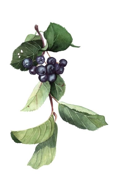 Черноплодная рябина вектор