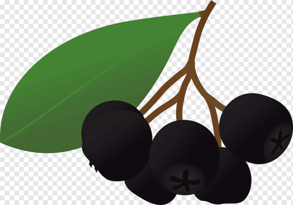 Черноплодная рябина акварель