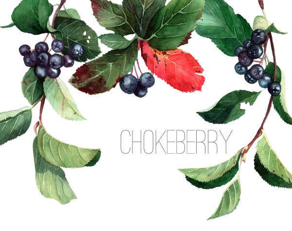 Арония черноплодная рисунок