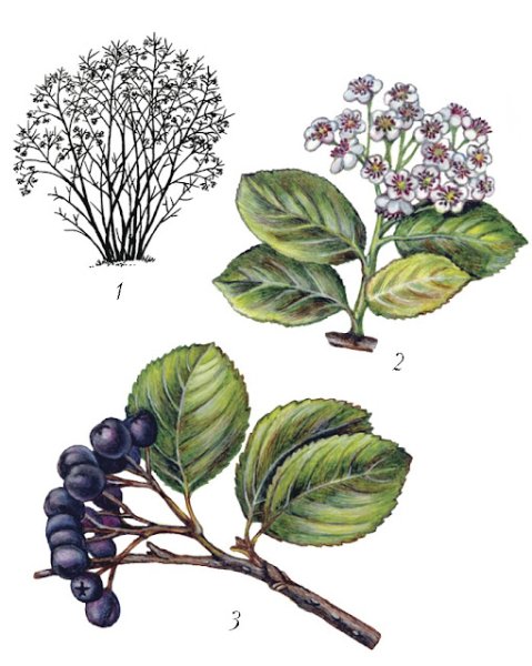 Арония черноплодная Ботаническая