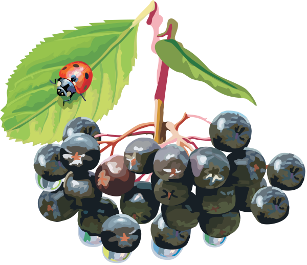 Черноплодная рябина вектор