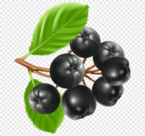 Черноплодная рябина рисунок карандашом