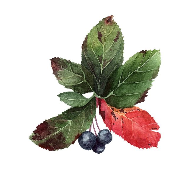 Рябина обыкновенная ветка