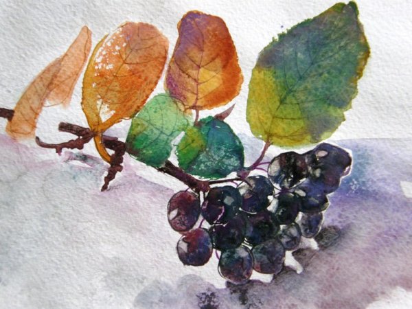 Ветка рябины