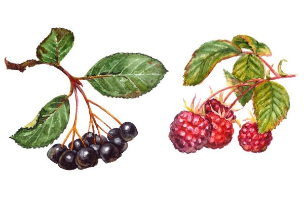 Черноплодная рябина акварель