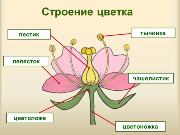 Строение цветка схема 6 класс биология