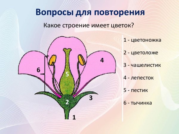 Строение цветковых покрытосеменных растений