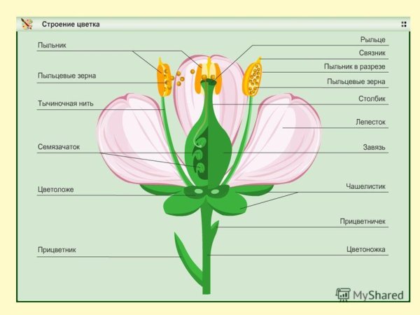 Строение цветковых покрытосеменных растений