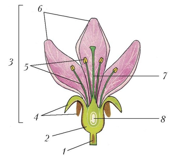 Строение растения тычинка пестик