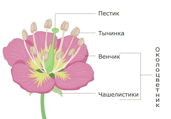 Строение цветка вишни