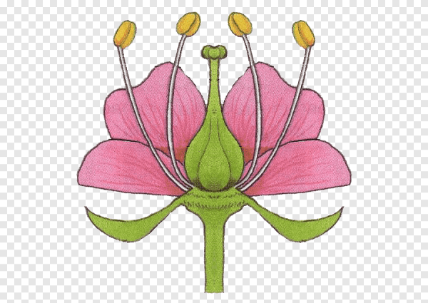 Ботаника пестики и тычинки