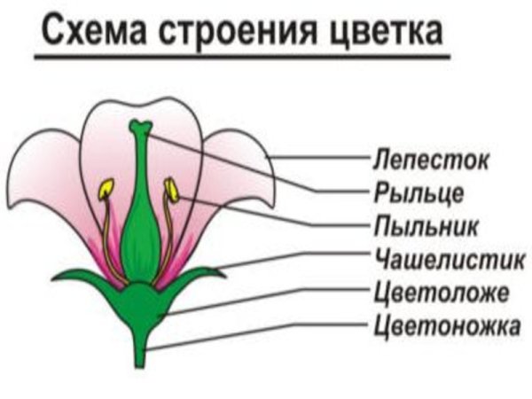 Внутреннее строение покрытосеменных
