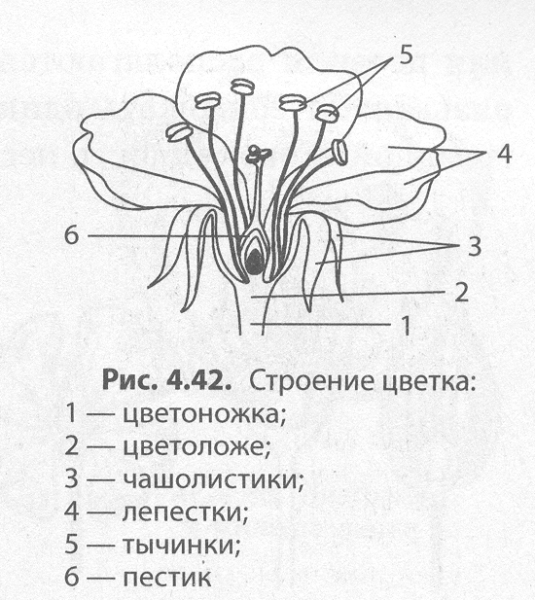 Строение цветка схема 6 класс биология