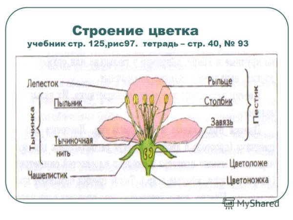 Цветок и его строение 6 класс биология