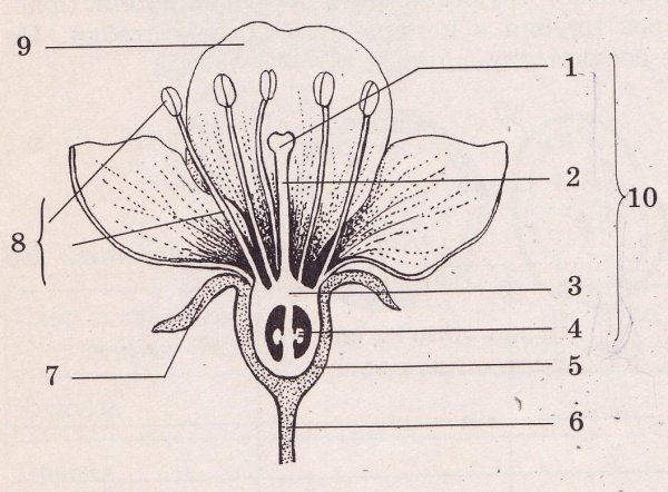 Пестик покрытосеменных растений