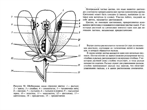 Строение цветка вишни биология 6 класс