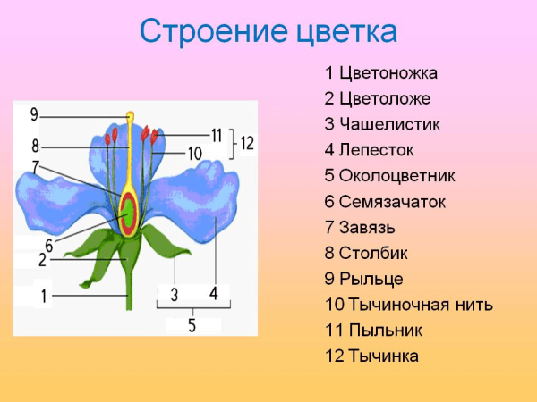 Строение цветка цветоложе