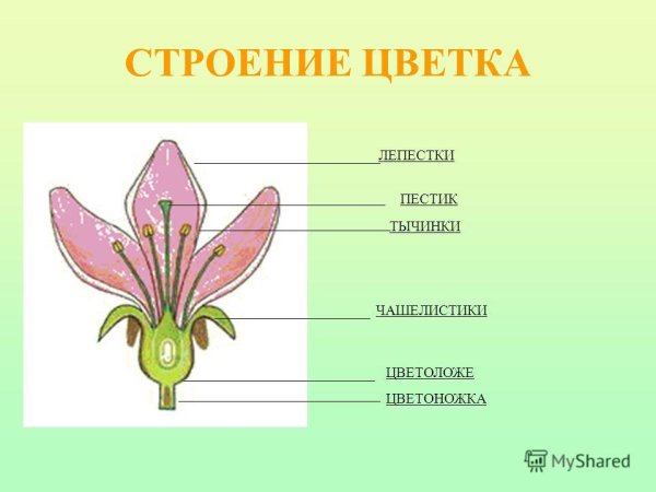 Схема строения цветка пестик