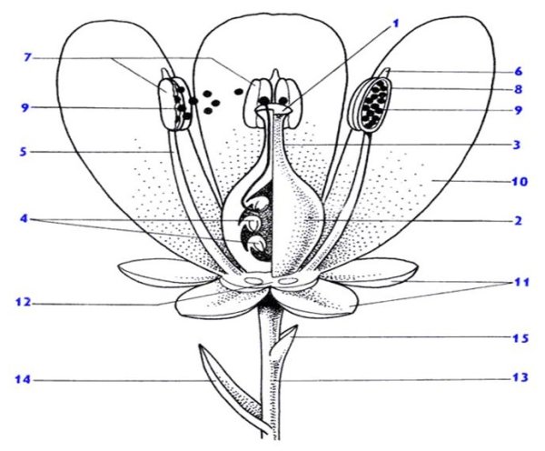 Генеративные органы покрытосеменных растений