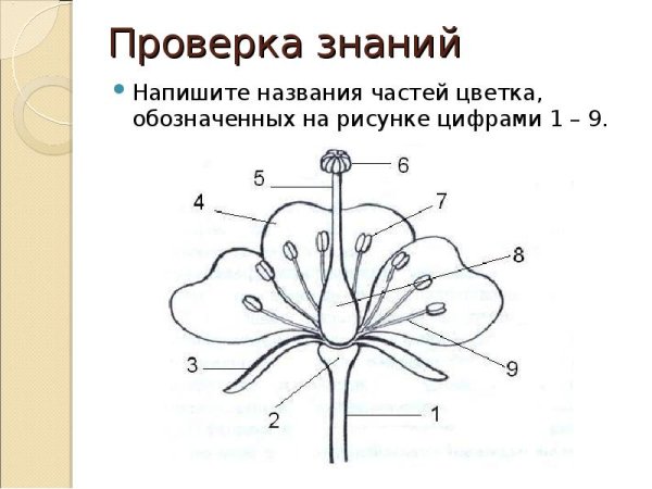 Название частей цветка