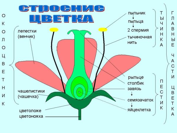 Строение цветка схема биология