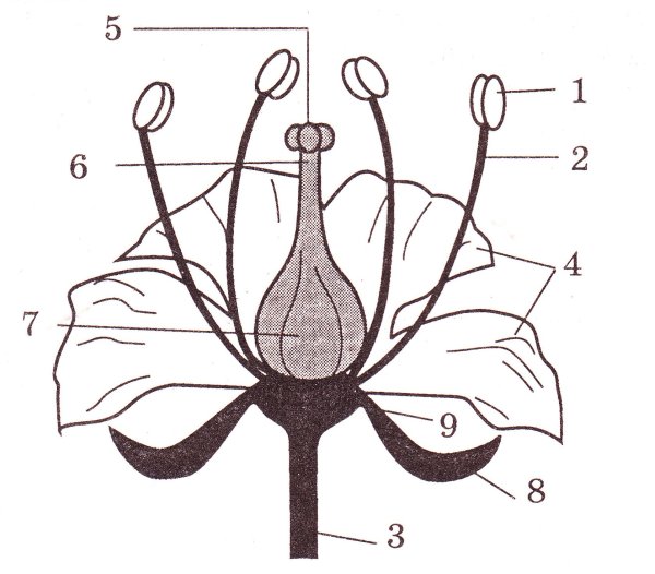 Схема цветка биология 6 класс