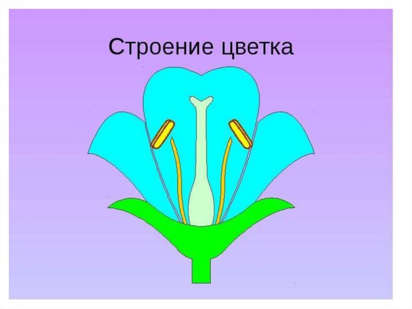 Пестик женская часть цветка