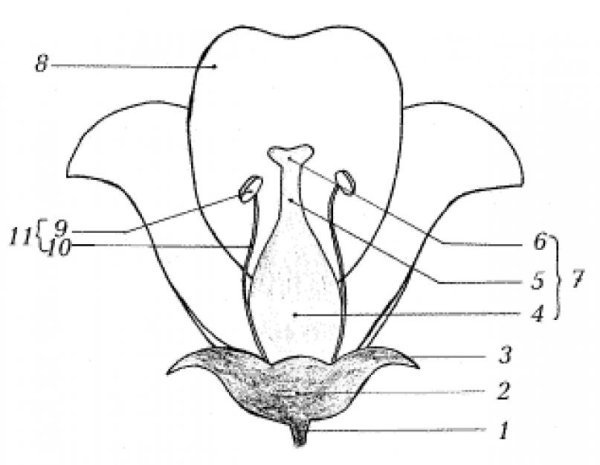 Строение цветка 6 класс биология рисунок