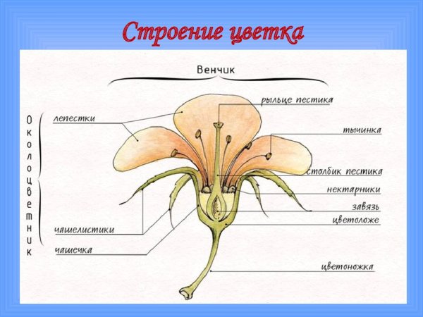Строение розоцветных цветков