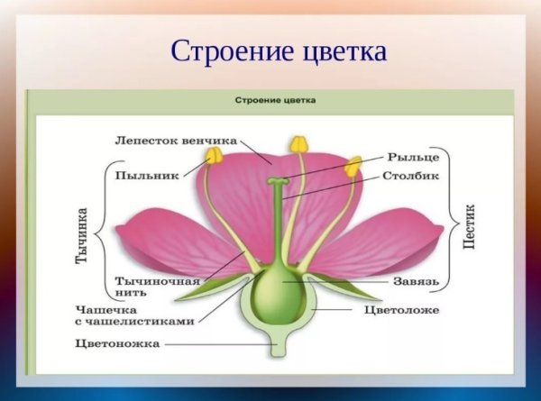 Части цветка биология 6 класс