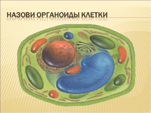 Органоиды растительной клетки биология