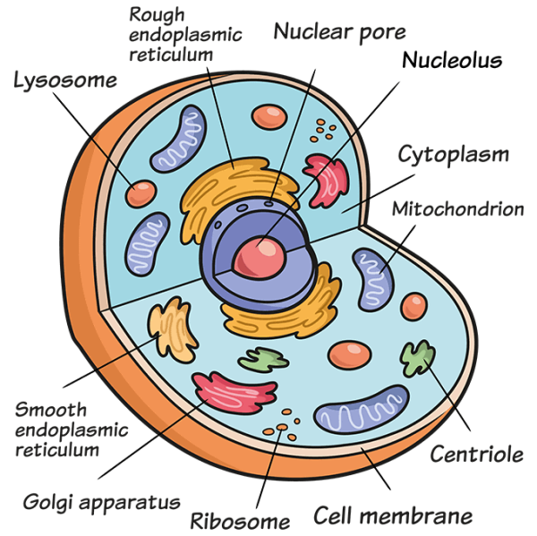 Animal Cell simple