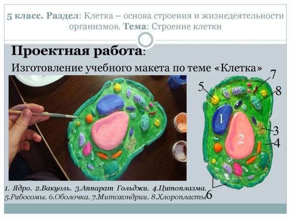 Макет строения клетки