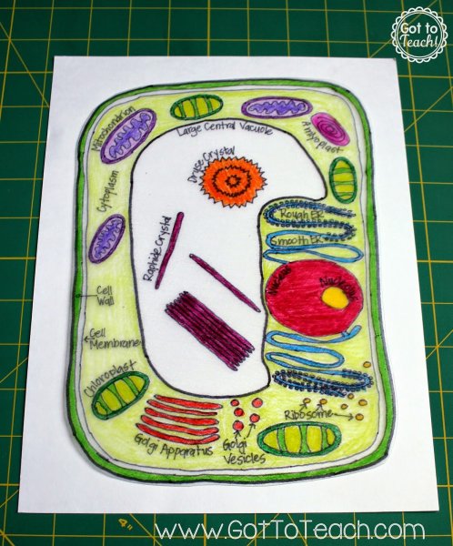 Модель клетки биология 5 класс из бумаги