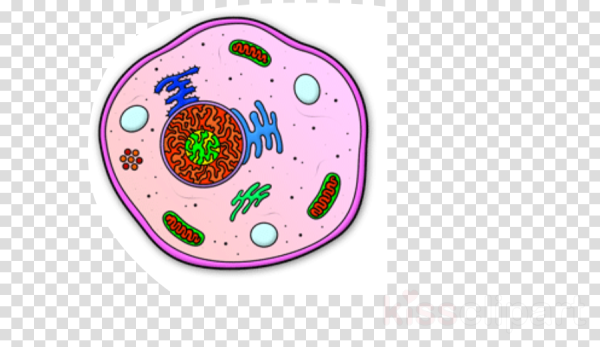 Клетка биология