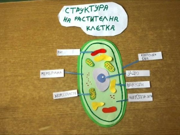 Plant Cell Journal