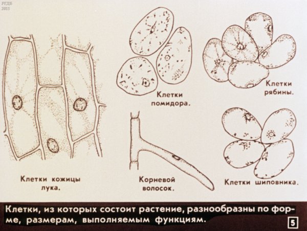 Строение клетки мякоти томата
